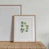 Affiche Eucalyptus doré