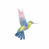 Affiche Oiseau Colibri