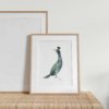 Affiche Oiseau Cormoran Huppé