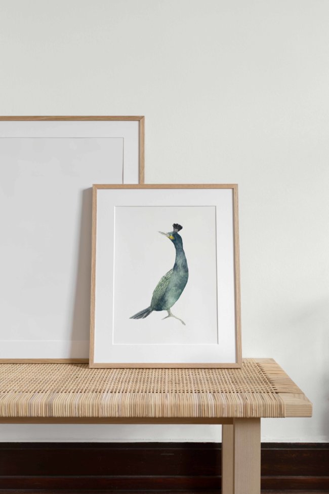 Affiche Oiseau Cormoran Huppé