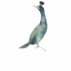 Affiche Oiseau Cormoran Huppé