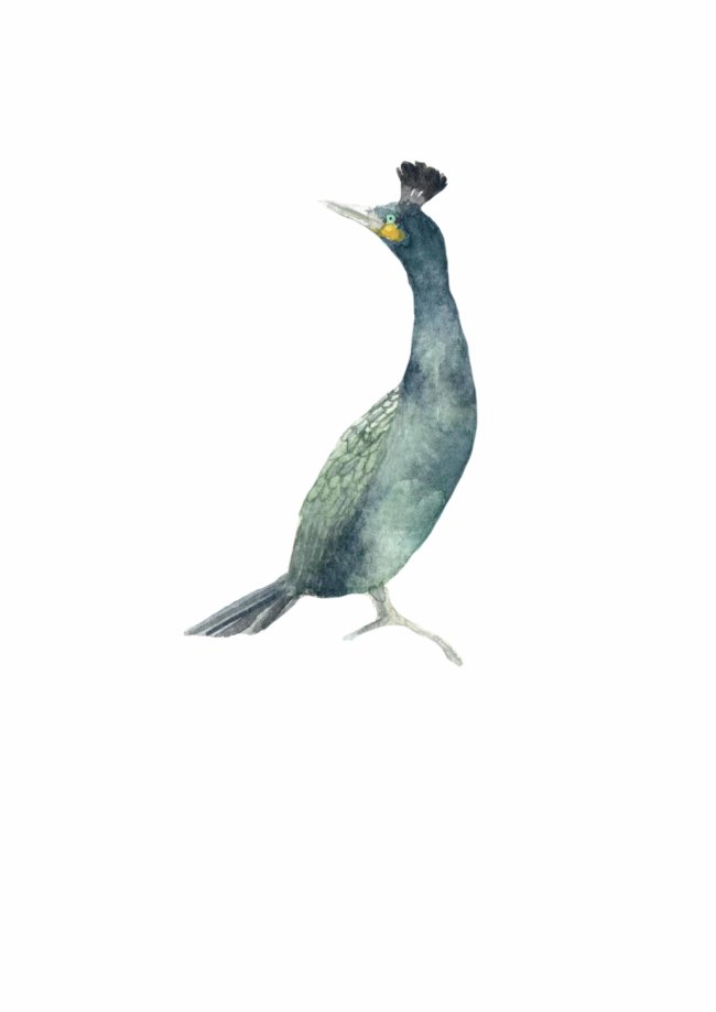 Affiche Oiseau Cormoran Huppé