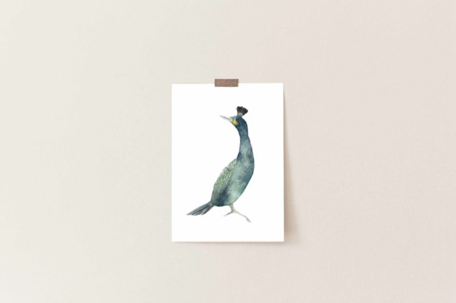 Affiche Oiseau Cormoran Huppé