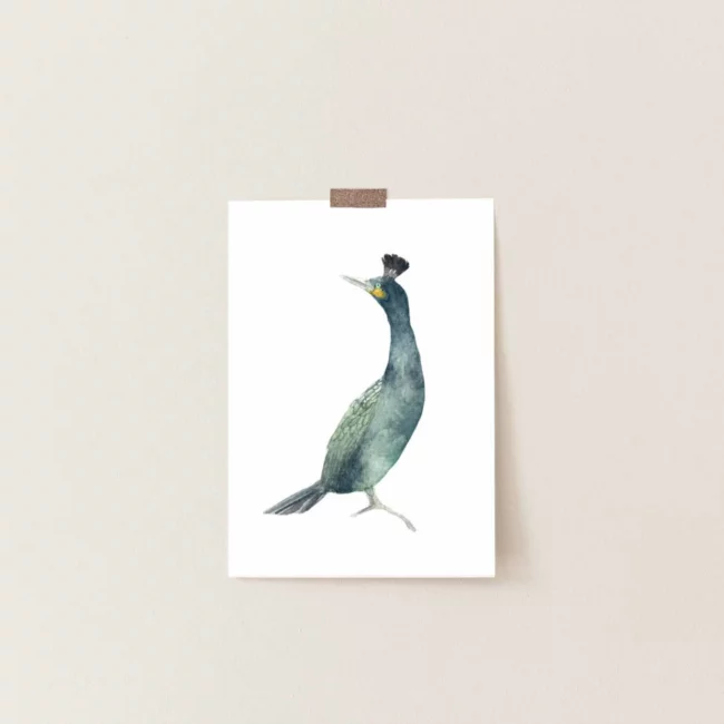 Affiche Oiseau Cormoran Huppé