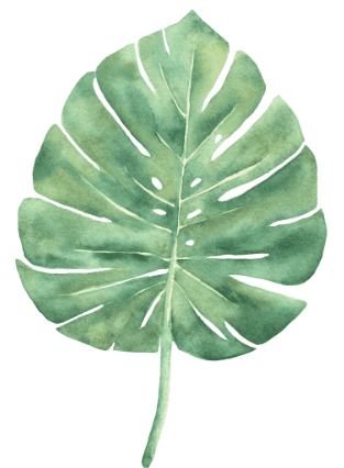 Feuille de Monstera pour décoration du site