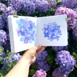 hortensia carnet everyday sketchbook carré Etchr